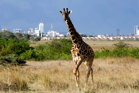 Nairobi National Park